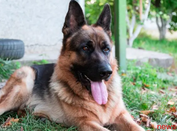 Does anyone know the top ten dogs that protect the owner?
