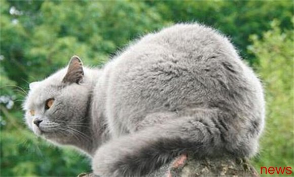 A complete analysis of cat breeds: Understand their advantages and disadvantages