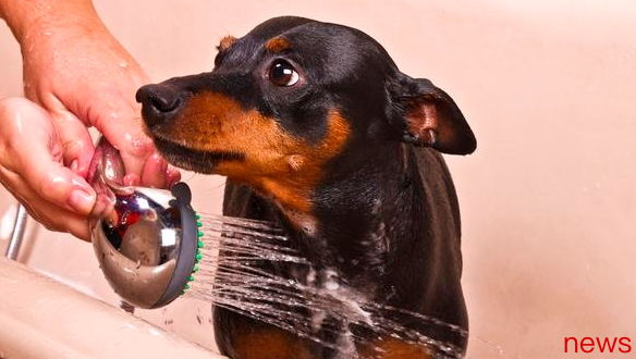Dog body odor ranking: 7 most