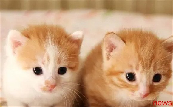 Cat behavior guide: Avoid these six minefields and protect the friendship between the main pet