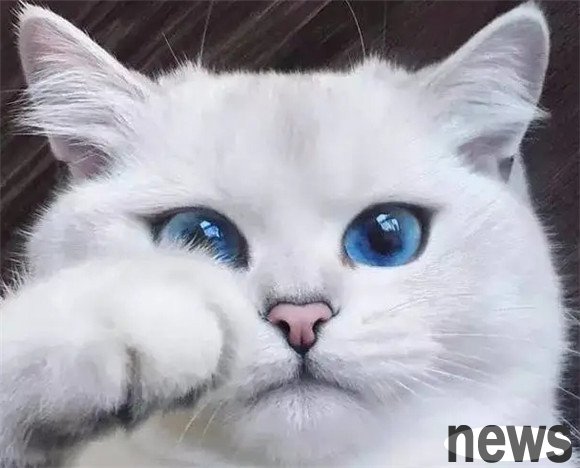 Revealing the peak of 29 cats around the world s beauty and reaching a new level of beauty!