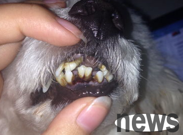 What should I do if my dog loses teeth and bleeds?