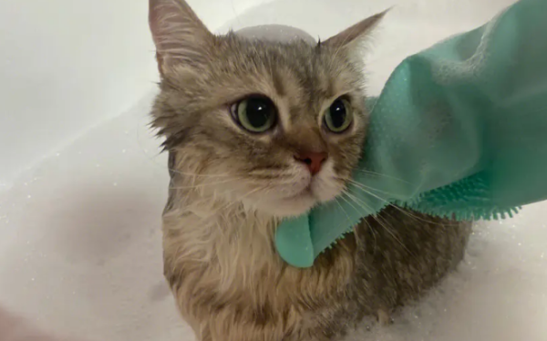 How often does a cat need to take a shower?