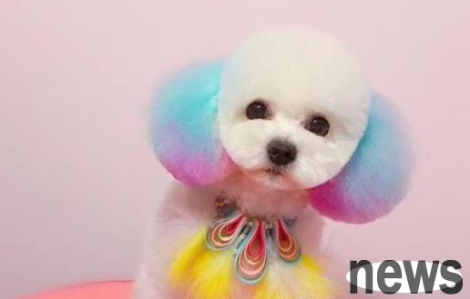 Things to note when dyeing pet dogs!