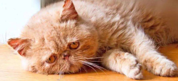 It is also important to prevent air conditioning while preventing heatstroke from being on the cat!