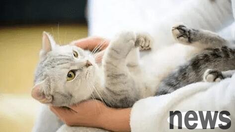 How to enhance cats’ immunity? How to enhance cat immunity!