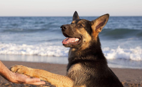 Why do dogs always scratch their faces? What is the reason why dogs always scratch their faces