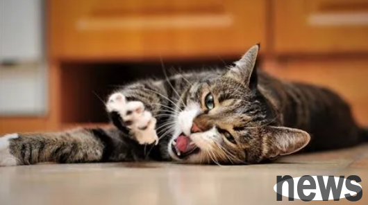 What are the three common health problems for older cats? Age where cats are prone to illness?