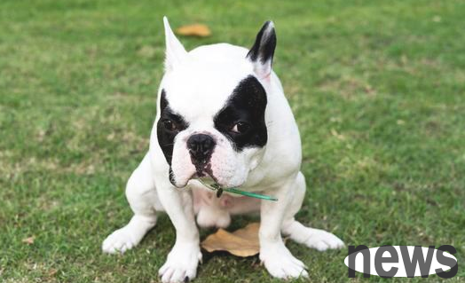Do you peek at you when your dog poops? Maybe these reasons