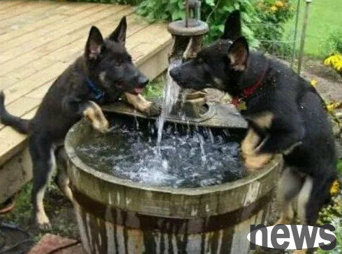 Is it a good thing for dogs to like water? Come and have a look