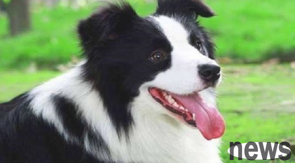 Want to know your dog s intelligence? See if it will do these 7 things