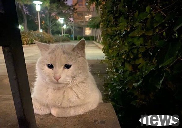 If you see stray cats on the roadside, what is the 