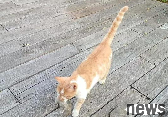 The first case in China: After a cat bites a person, the cat died of poison
