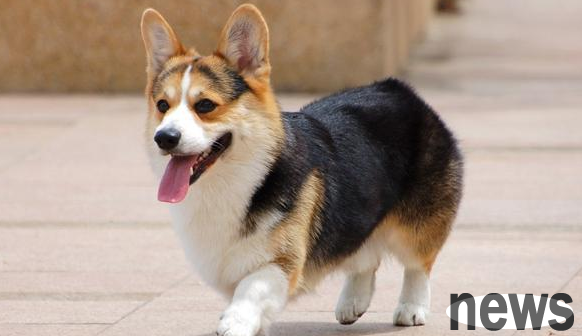 What are the six short legs of Wang Xingti? Which one is cute to your heart?