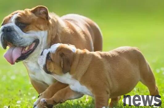 Dogs often squat down and can t urinate