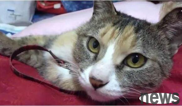 The cat accidentally got lost and was pinched by a mouse and had its broken leg in the middle of the night.
