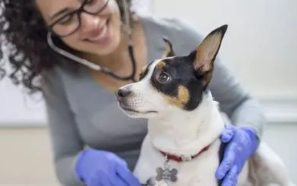Do you know what items to do for dog physical examination?