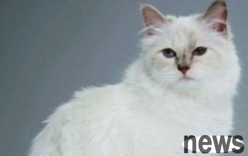 Gale Lafayette Karl Lagerfeld passed away, billions of inheritance left to the cat s son