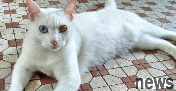 The owner wanted to send the last little cat away, but the cat mother kept her tightly protecting her, and the picture was moving