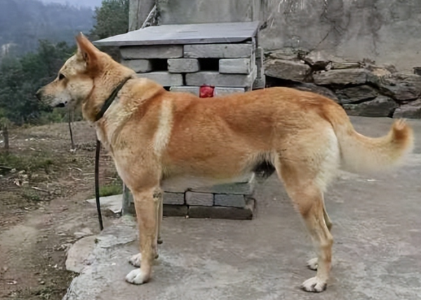 Do you need to apply for a dog certificate to raise a dog in rural areas? You can tell at a glance!