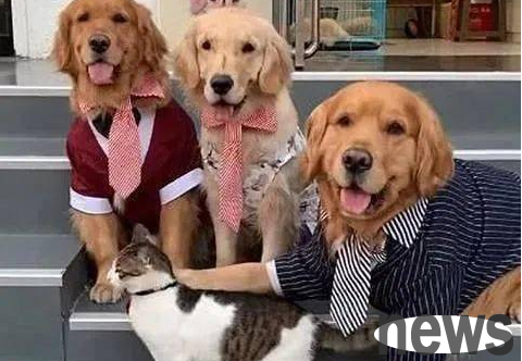 When taking a family photo, the golden retriever bit the cat. He thought it was petty, but then he was warmed up.