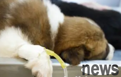 Today s decryption, what is the reason why dogs get bloody?