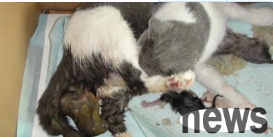 Kitten gives birth in the hospital for difficult labor surgery | Female cat dysfunction doctor treats cesarean section, cat owner sends funny banner