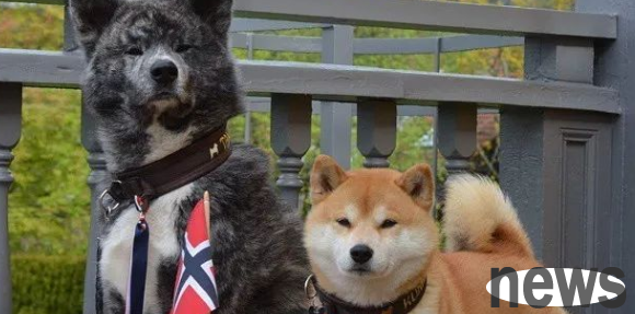What is the difference between a dog of blood and a normal dog? If you want to know, come and have a look