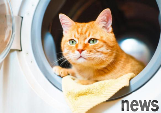 A strange sound was made in the washing machine that was not powered on! The owner laughed at me and found that the culprit was an orange cat