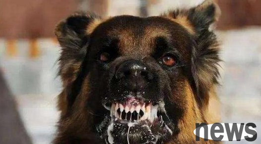 What s wrong with the dog s mouth? Master, please pay attention