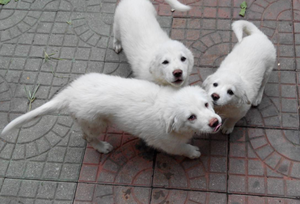 How many months have the puppy started to slip? This time is almost the same
