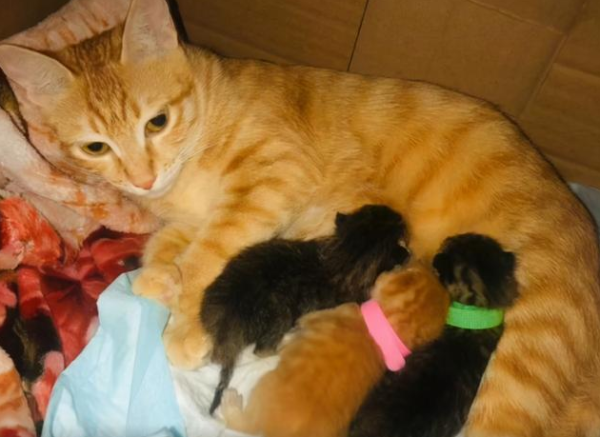 I like cats very much, but my family does not support keeping pets. What should I do?