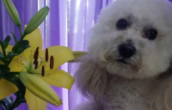 Can dogs smell lilies? Master sees it~