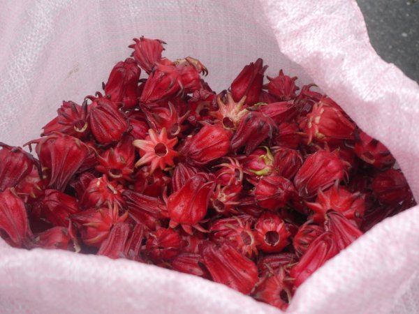 Is Roselle a magical medicine for lowering blood pressure? How does it compare to beetroot juice? Professor s answer