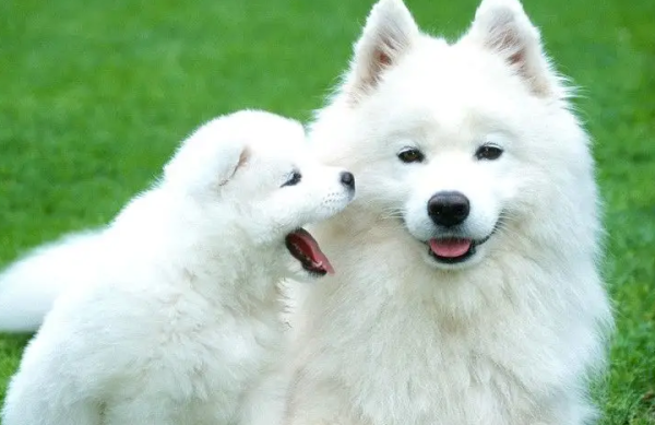 Can you get rabies if you kiss a dog? The answer is surprising!