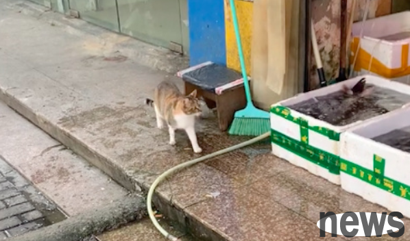 The cat went to the aquatic product store to steal shrimps. He looked like he was familiar with the traffic. At first glance, he was a repeat offender.