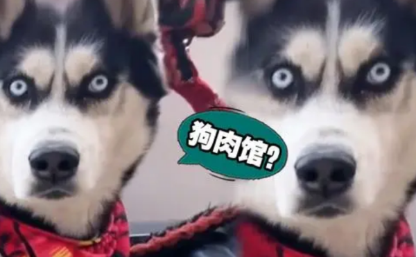 Heavy! Selling dog meat = illegal