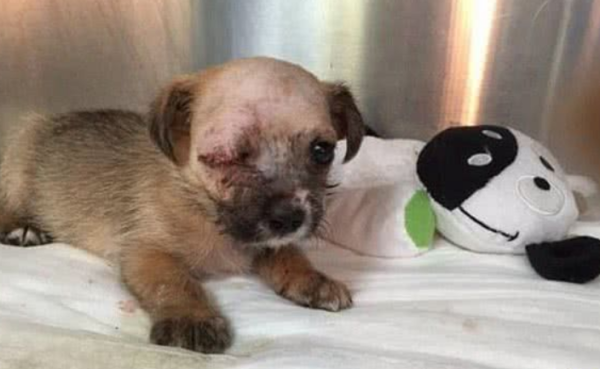 A special puppy becomes the biggest spiritual support for a woman who is blind in one eye