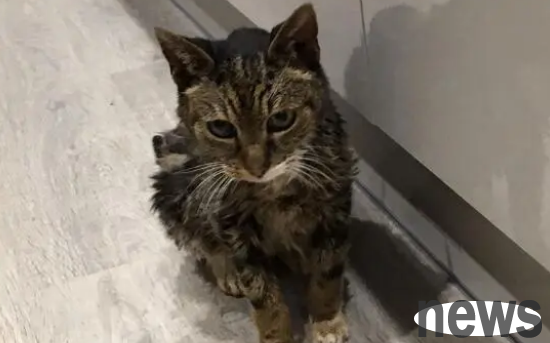 My beloved cat disappeared 6 years ago and mysteriously appeared. I couldn’t believe it when I got the call.