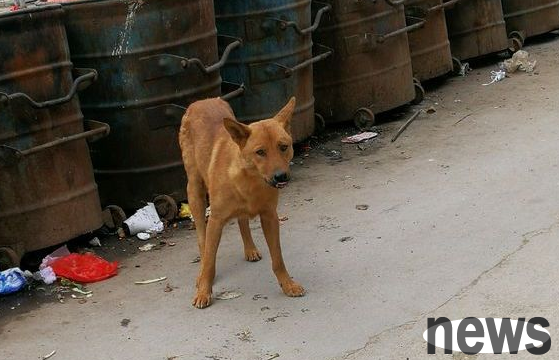 Netizens saw a stray dog ​​next to a trash can, seemingly looking for food, and ran away when it saw people.