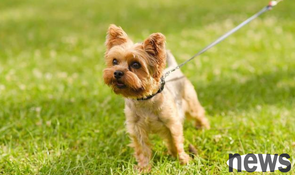 Households with dogs should pay attention to the new regulations of the Civil Code: the rules for raising dogs have changed, did you know