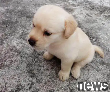 What will a puppy experience when he is a child | The 