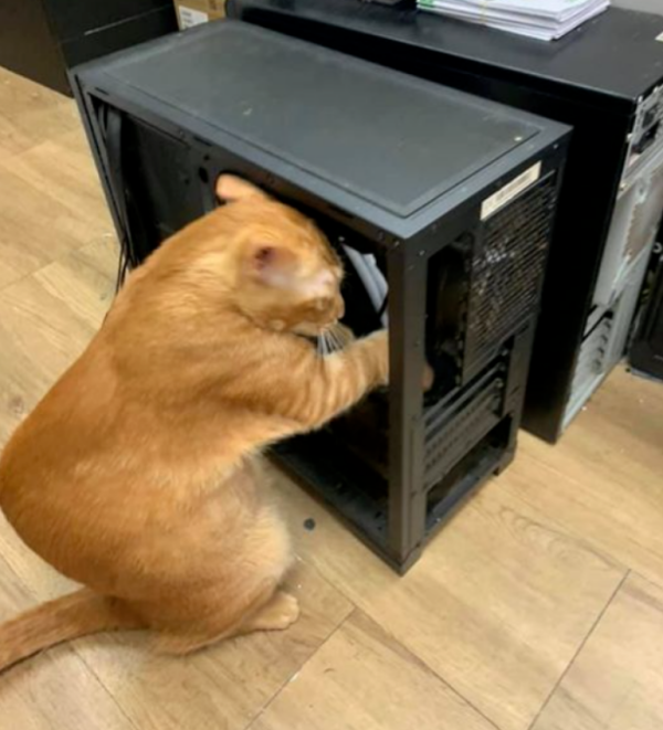 Master, what do you do? Cat: I specialize in coal mining!