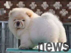 His dog’s eyes swelled and his teeth broke after taking a bath in a pet store. The owner suspected that the store clerk abused the dog.