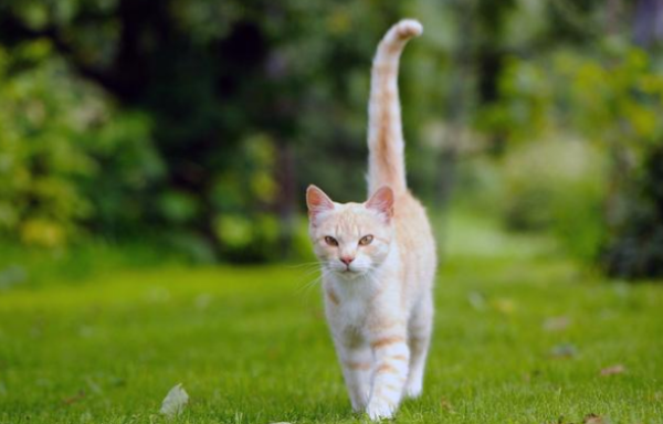 An orange cat that was almost abandoned was involved in a car accident after being adopted. It took him a year to run again